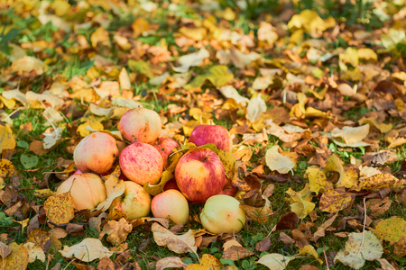 three red and yellow apples stacked in grass field. Selective focus,the focal depth is small. On the ground, fallen yellow autumn leaves fall. Collected harvest,の写真素材