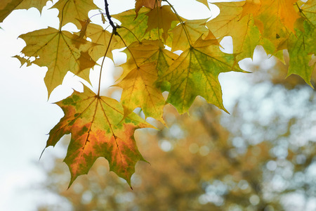 Yellow maple leaves in the fall on a blue sky background, copy space, selective focus, natural...