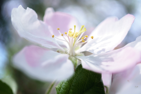 tree flowers blossoming in the sunny garden. The background is an  garden, very close and selective focus.の写真素材