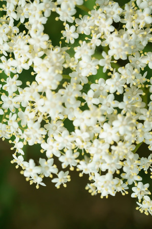 Black Elderberries flowers close, macro photography, different angles, selective focus, sunny day