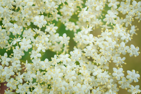 Black Elderberries flowers close, macro photography, different angles, selective focus, sunny dayの写真素材