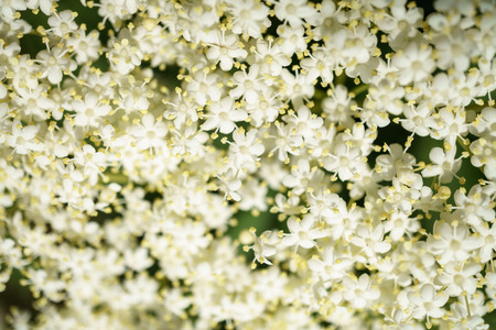 Black Elderberries flowers close, macro photography, different angles, selective focus, sunny dayの写真素材