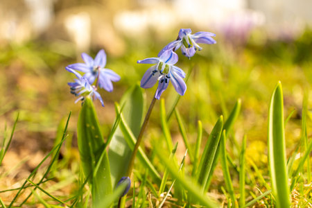 An electric blue groundcover of herbaceous plants with purple petals is spreading across the field,...