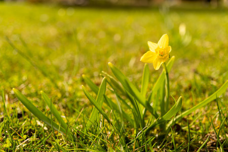 A small yellow flower, a herbaceous plant, is blossoming in the grassy meadow, adding to the natural...