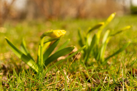 A small yellow flower, a herbaceous plant, is blossoming in the grassy meadow, adding to the natural...