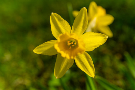A small yellow flower, a herbaceous plant, is blossoming in the grassy meadow, adding to the natural...