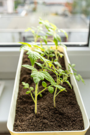 Earth healing, A tomato plant thrives in a pot on a window sill, serving as a houseplant and producing fruit. It is an annual plant that adds beauty to the landscapeの写真素材