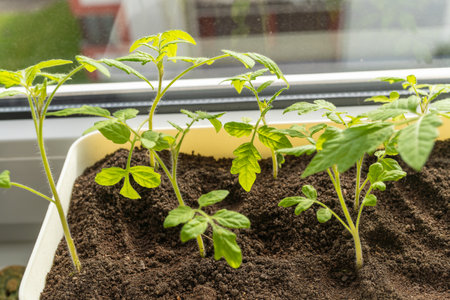 Earth healing, A tomato plant thrives in a pot on a window sill, serving as a houseplant and producing fruit. It is an annual plant that adds beauty to the landscapeの写真素材