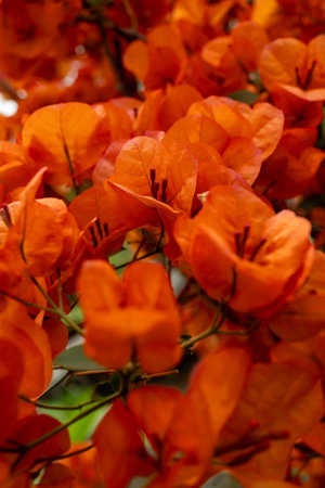 A closeup of a cluster of vibrant orange flowers, blooming on a groundcover plant. These annual...