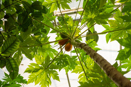 Observing a papaya tree with an abundance of lush leaves, showcasing a beautiful tropical plant with...