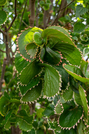 Closeup of a terrestrial plant with numerous leaves, possibly a subshrub or groundcover. The plant...