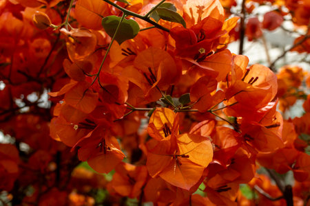 A cluster of vibrant orange flowers adorns a tree branch, adding a pop of color to the natural landscape. The amber petals stand out against the green foliage, creating a beautiful contrastの写真素材