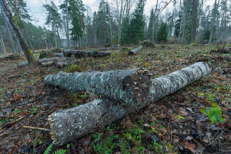 Logs stacked in small piles in the forest, old forest cleared after windbreak in late autumn, old...