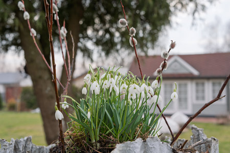Close-up of Snowdrops in a flowerpot with pussy willows. Home garden decorations in early springの写真素材