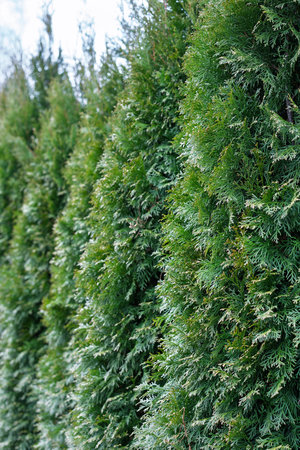 Thujas photographed from close range, densely grown, thuja hedge, differentiated focus, shallow depth of fieldの写真素材