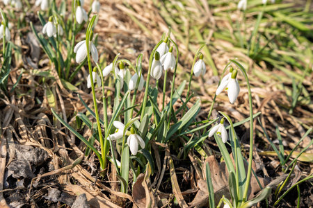 Snowdrops in the garden from close up and low angle, differentiated depth of field, freshly blooming flowers in the garden in early springの写真素材