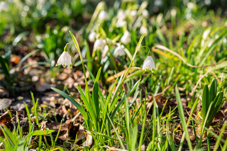 Snowdrops in the garden from close up and low angle, differentiated depth of field, freshly blooming flowers in the garden in early springの写真素材