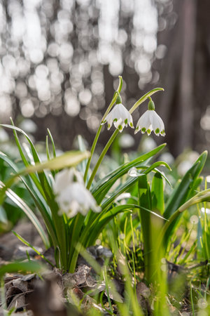Snowdrops in the garden from close up and low angle, differentiated depth of field, freshly blooming flowers in the garden in early springの写真素材