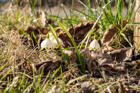 Snowdrops in the garden from close up and low angle, differentiated depth of field, freshly blooming flowers in the garden in early springの写真素材