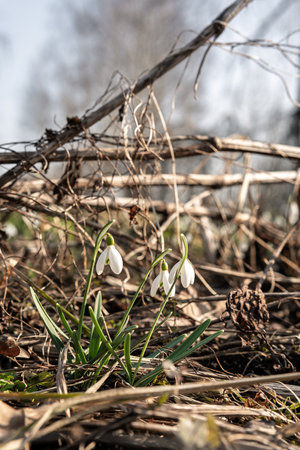 Snowdrops in the garden from close up and low angle, differentiated depth of field, freshly blooming flowers in the garden in early springの写真素材