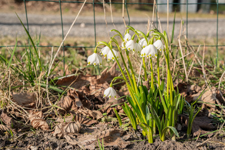 Snowdrop (Leucojum vernum) flowers in early springの写真素材