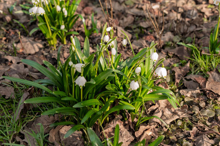 Snowdrops in the garden from close up and low angle, differentiated depth of field, freshly blooming flowers in the garden in early springの写真素材