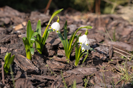 Snowdrops in the garden from close up and low angle, differentiated depth of field, freshly blooming flowers in the garden in early springの写真素材