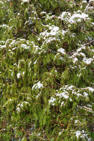 Thujas photographed from close range, densely grown, thuja hedge, differentiated focus, shallow depth of fieldの写真素材