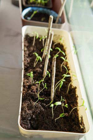 At home, boxes with soil for growing seedlings are placed on the windowsill. Garden root and vegetable growers grow seedlings at home in early spring so that when favorable weather conditions occur, they will be displayed in the gardenの写真素材