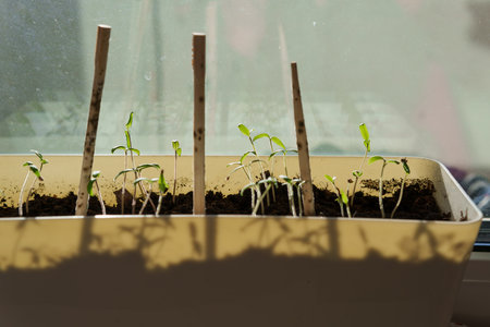 At home, boxes with soil for growing seedlings are placed on the windowsill. Garden root and vegetable growers grow seedlings at home in early spring so that when favorable weather conditions occur, they will be displayed in the gardenの写真素材
