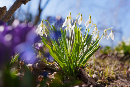 Snowdrops in the garden from close up and low angle, blue sky background at sunset, differentiated depth of field, freshly blooming flowers in the garden in early springの写真素材