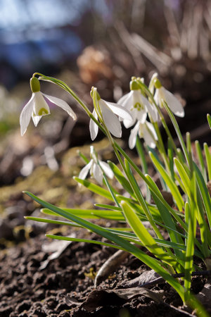 Snowdrops in the garden from close up and low angle, differentiated depth of field, freshly blooming flowers in the garden in early springの写真素材