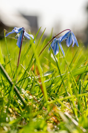 Bluebells photographed from a low angle against the sky and grass, selective, small focus macro...