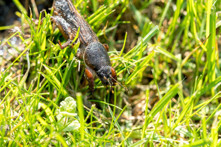 Mole cricket photographed from close range and low angle, during the day in bright sunlight, selective focusの写真素材