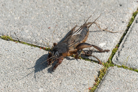 Mole cricket photographed from close range and low angle, during the day in bright sunlight,...