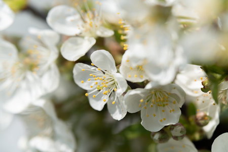 fruit and berry tree flower buds from close range, visible flower texture, differentiated focus, macro photography, flowers in the blooming stage, sunny day, shadows and lightsの写真素材