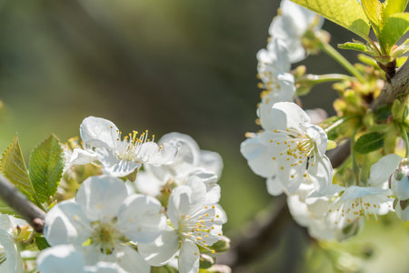 fruit and berry tree flower buds from close range, visible flower texture, differentiated focus, macro photography, flowers in the blooming stage, sunny day, shadows and lightsの写真素材