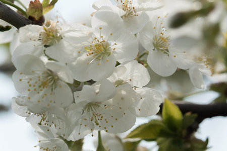 fruit and berry tree flower buds from close range, visible flower texture, differentiated focus, macro photography, flowers in the blooming stage, sunny day, shadows and lightsの写真素材