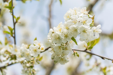 fruit and berry tree flower buds from close range, visible flower texture, differentiated focus, macro photography, flowers in the blooming stage, sunny day, shadows and lightsの写真素材