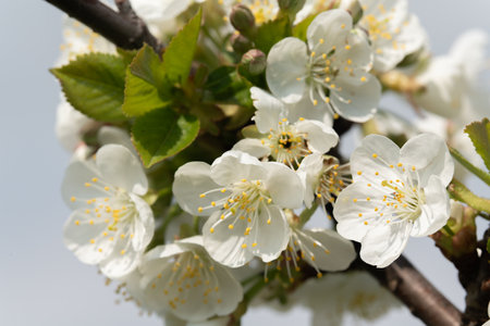 fruit and berry tree flower buds from close range, visible flower texture, differentiated focus, macro photography, flowers in the blooming stage, sunny day, shadows and lightsの写真素材