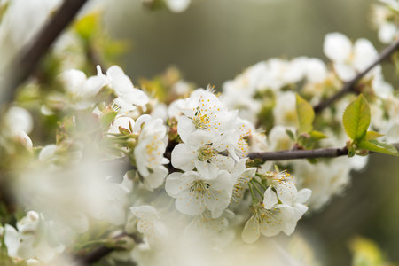 fruit and berry tree flower buds from close range, visible flower texture, differentiated focus, macro photography, flowers in the blooming stage, sunny day, shadows and lightsの写真素材