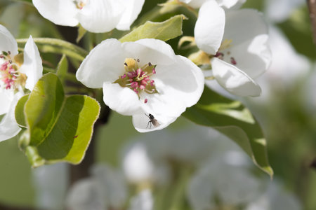 fruit and berry tree flower buds from close range, visible flower texture, differentiated focus, macro photography, flowers in the blooming stage, sunny day, shadows and lightsの写真素材