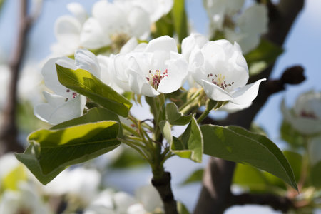 fruit and berry tree flower buds from close range, visible flower texture, differentiated focus, macro photography, flowers in the blooming stage, sunny day, shadows and lightsの写真素材