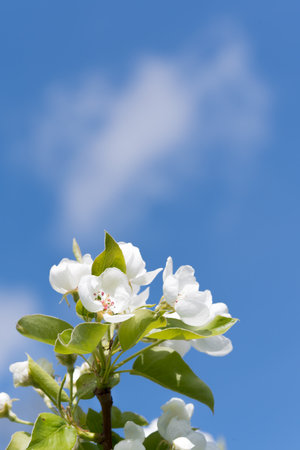 fruit and berry tree flower buds from close range, visible flower texture, differentiated focus, macro photography, flowers in the blooming stage, sunny day, shadows and lightsの写真素材