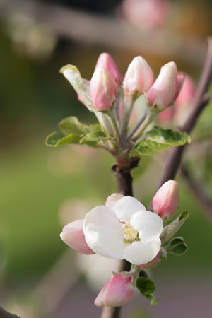 fruit and berry tree flower buds from close range, visible flower texture, differentiated focus, macro photography, flowers in the blooming stage, sunny day, shadows and lightsの写真素材