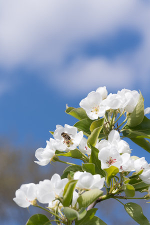 fruit and berry tree flower buds from close range, visible flower texture, differentiated focus, macro photography, flowers in the blooming stage, sunny day, shadows and lightsの写真素材