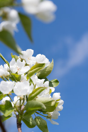 fruit and berry tree flower buds from close range, visible flower texture, differentiated focus, macro photography, flowers in the blooming stage, sunny day, shadows and lightsの写真素材