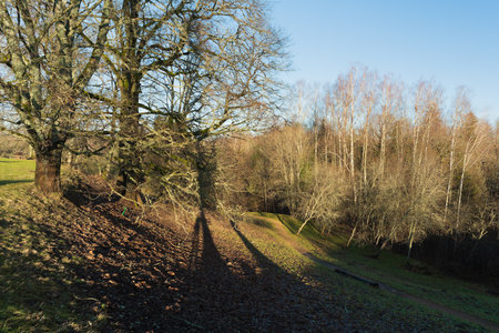 a landscape photographed with a wide-angle lens with bare trees without leaves in a park against a blue sky, green grass and a rugged terrainの写真素材