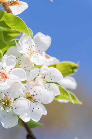 Fruit tree blossoms from close range, zoomed in with differentiated focus, swaying branches, filmed while holding the equipment in your hands from close rangeの写真素材