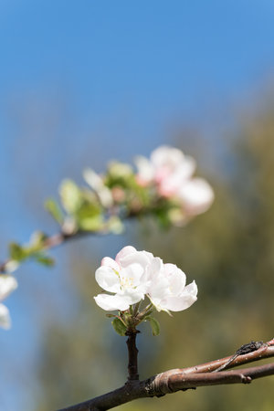 Fruit tree blossoms from close range, zoomed in with differentiated focus, swaying branches, filmed while holding the equipment in your hands from close rangeの写真素材